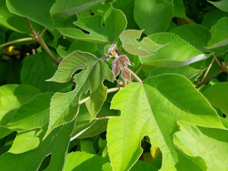 Mulberry tree leaf Broussonetia Kazinoki