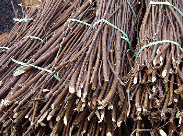 Dak bundles