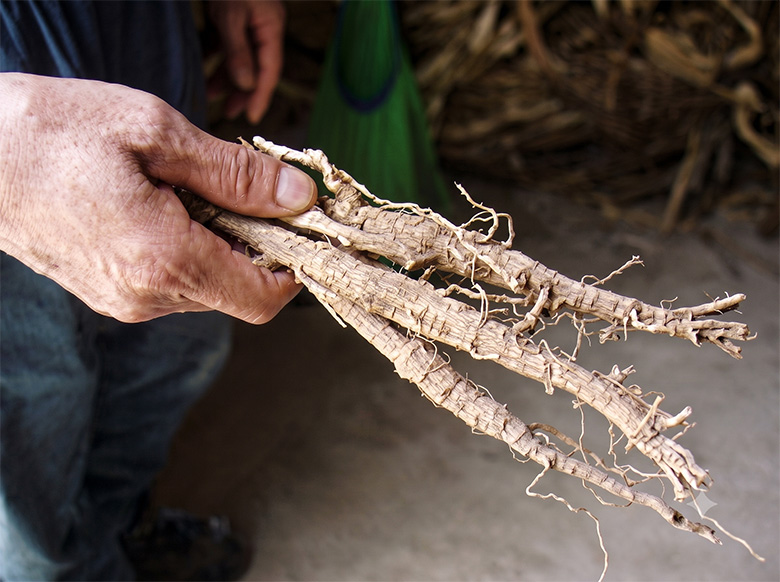 Roots