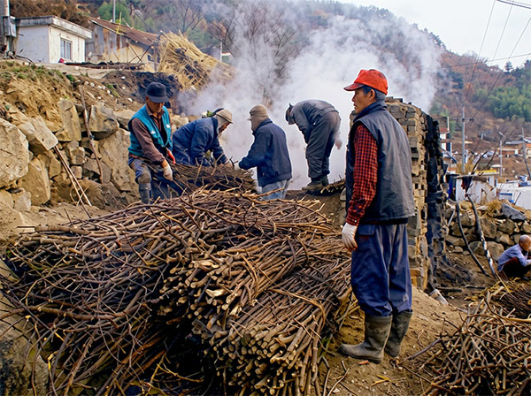 Dak Mu Ji - Steaming and stripping mulberry bark