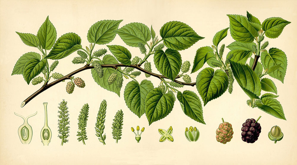 Korean Paper Mulberry tree - Cham Dak used for making Hanji
